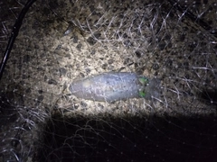 ミズイカの釣果