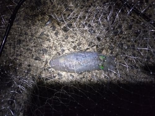 ミズイカの釣果