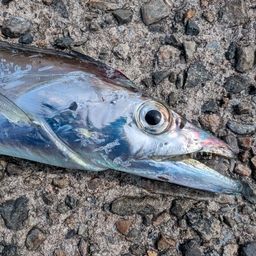 タチウオ