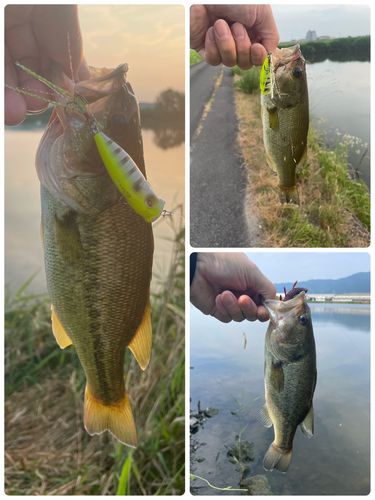 ブラックバスの釣果