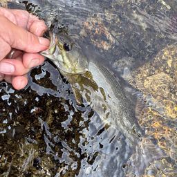 スモールマウスバス