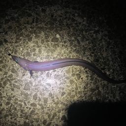アナゴ