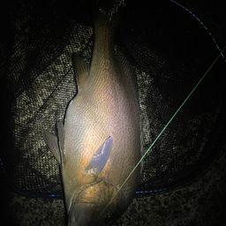 コロダイ