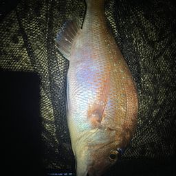 マダイ