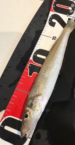 シロギスの釣果