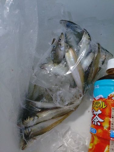 シロギスの釣果
