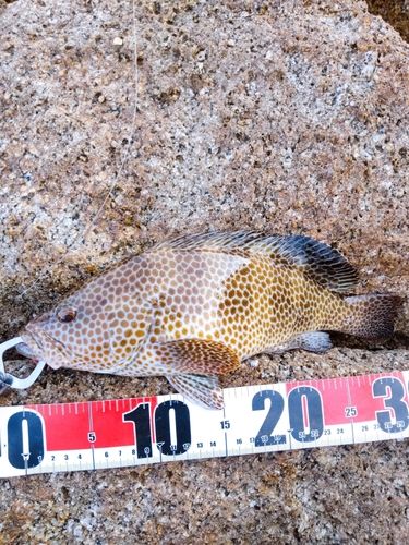 オオモンハタの釣果