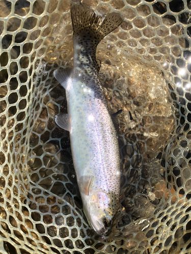 ニジマスの釣果