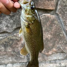 スモールマウスバス