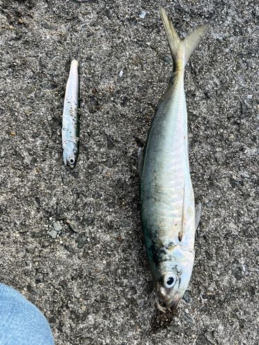 マルアジの釣果