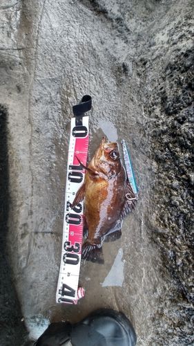 アカメバルの釣果