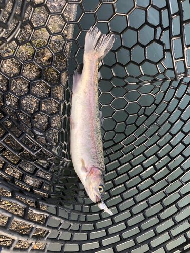 ニジマスの釣果