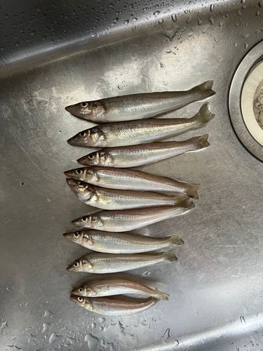 キスの釣果