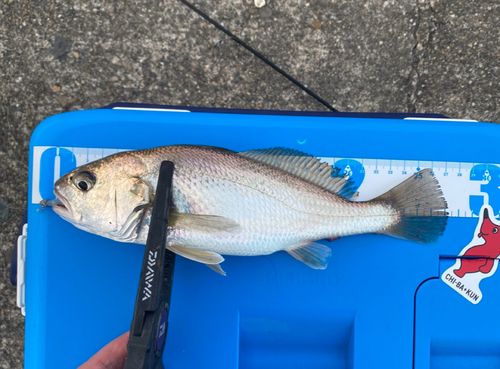 イシモチの釣果