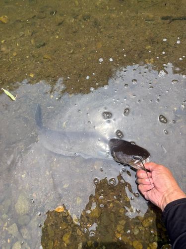 ナマズの釣果