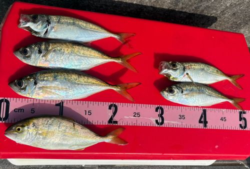 シオの釣果