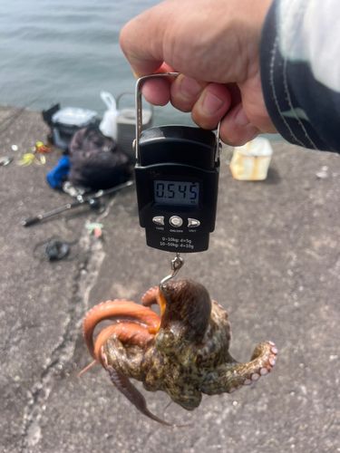 タコの釣果