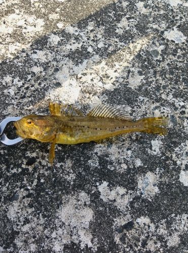 アヤアナハゼの釣果