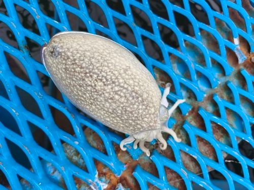 シリヤケイカの釣果