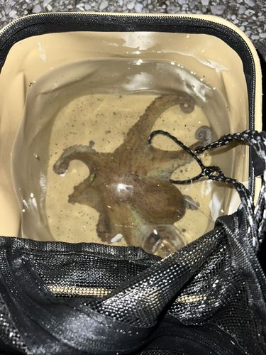 タコの釣果