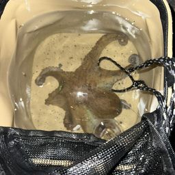 タコ