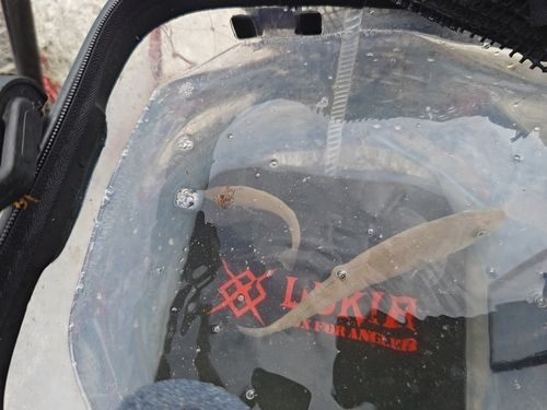 シロギスの釣果