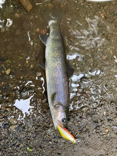 イワナの釣果