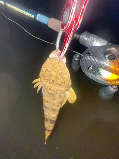 マゴチの釣果