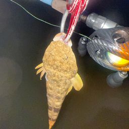 マゴチ