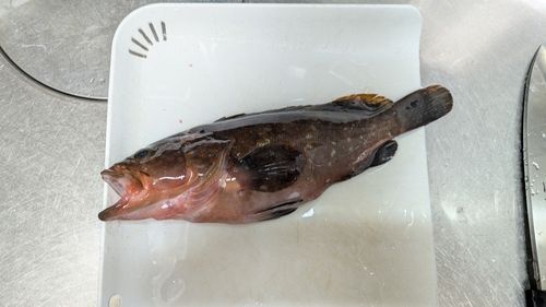 キジハタの釣果