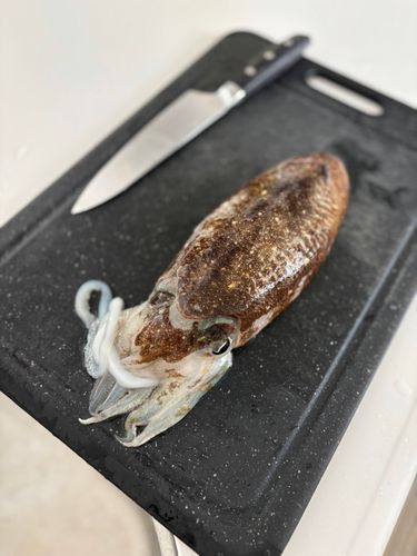 コウイカの釣果