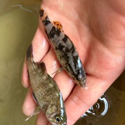 タケノコメバル