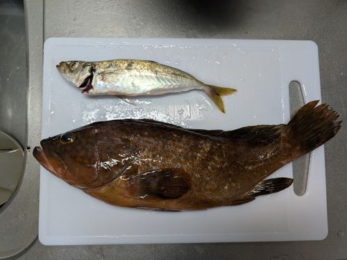 アコウの釣果