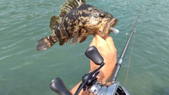 タケノコメバルの釣果