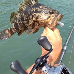 タケノコメバル