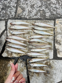 キスの釣果