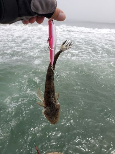 マゴチの釣果