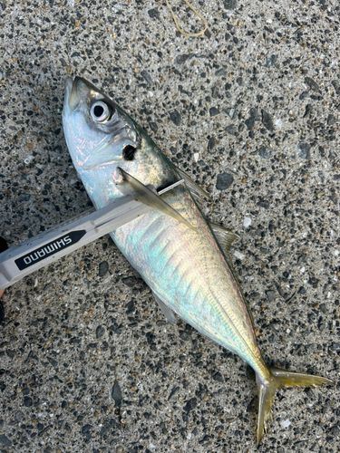 マルアジの釣果