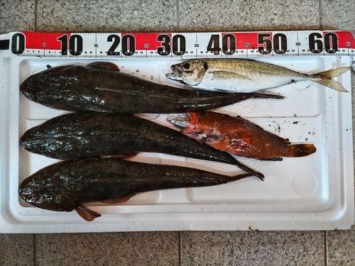 コチの釣果