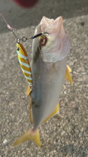 ショゴの釣果