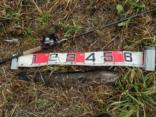 ライギョの釣果