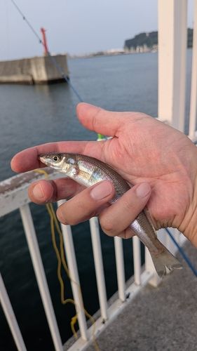 キスの釣果