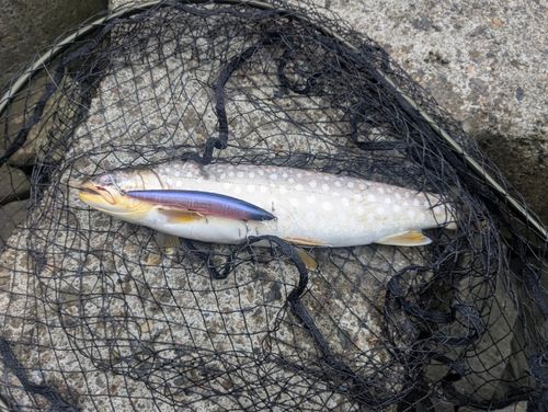 アメマスの釣果