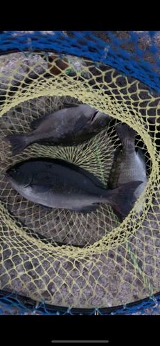 メジナの釣果