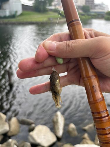 マハゼの釣果