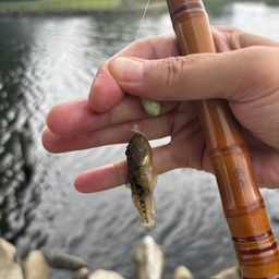 マハゼ