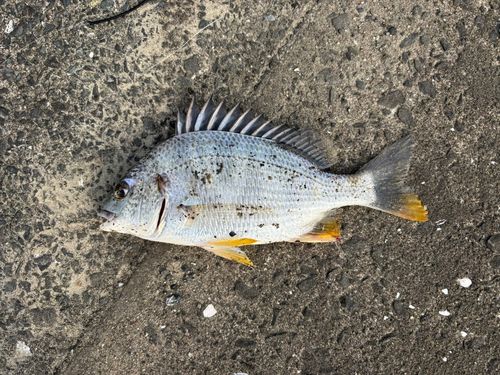 キビレの釣果
