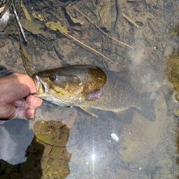 スモールマウスバス