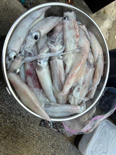 ケンサキイカの釣果