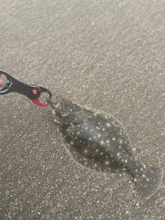 ソゲの釣果